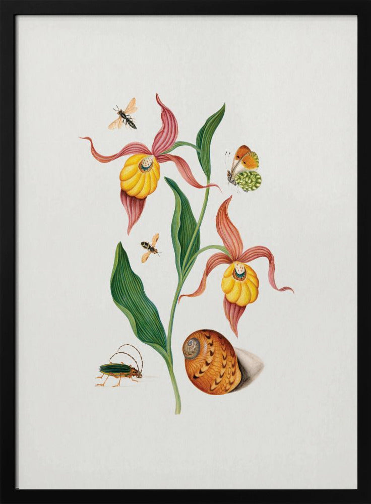 Poster - Lady&#39;s slipper orchid