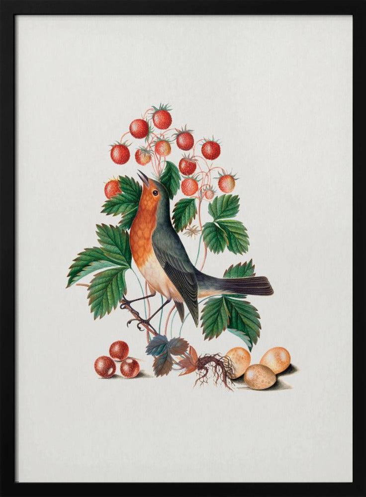 Plakat - European Robin and Wild Strawberry - Admen.dk