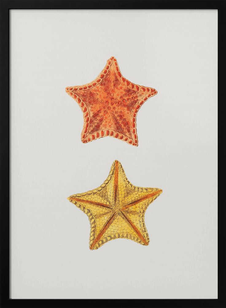Plakat - Carved Asterias - Admen.dk
