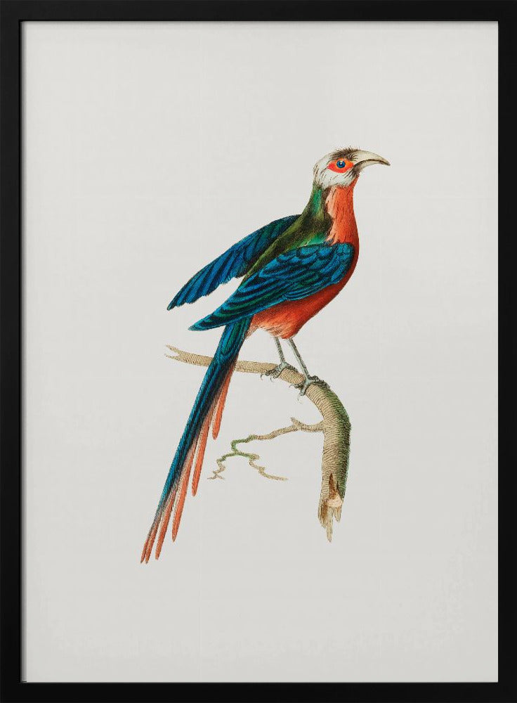 Plakat - Curve Billed Cuckoo - Admen.dk