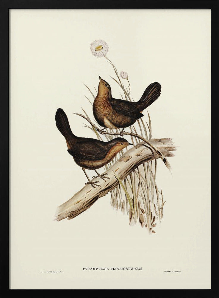 Poster - Downy Pycnoptilus