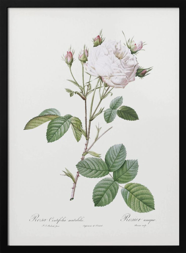 Plakat - Cabbage Rose White Provence, Les Roses (1817–1824) - Admen.dk