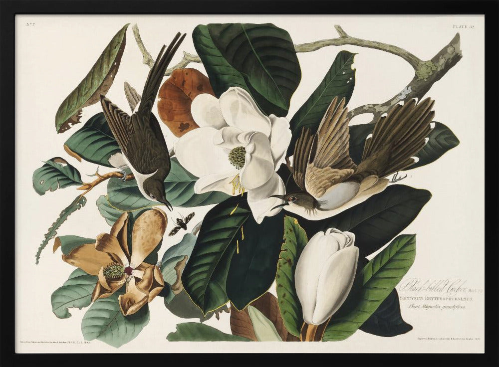 Poster - Black Billed Cuckoo From Birds of America (1827)
