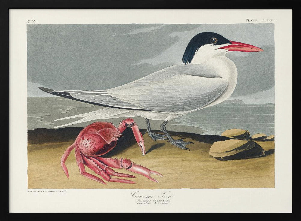 Poster - Cayenne Tern From Birds of America (1827)