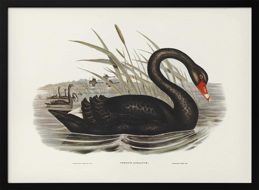 Plakat - Black Swan - Admen.dk