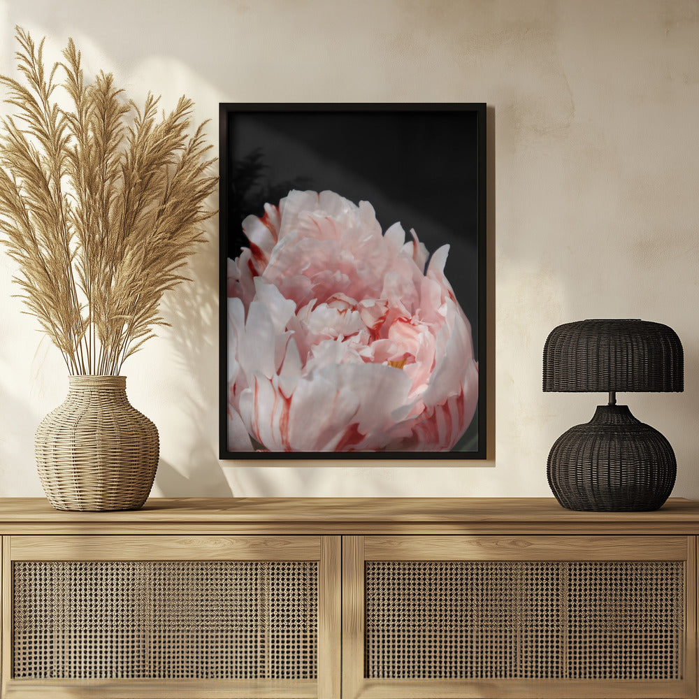 Poster - Blush peony VIII