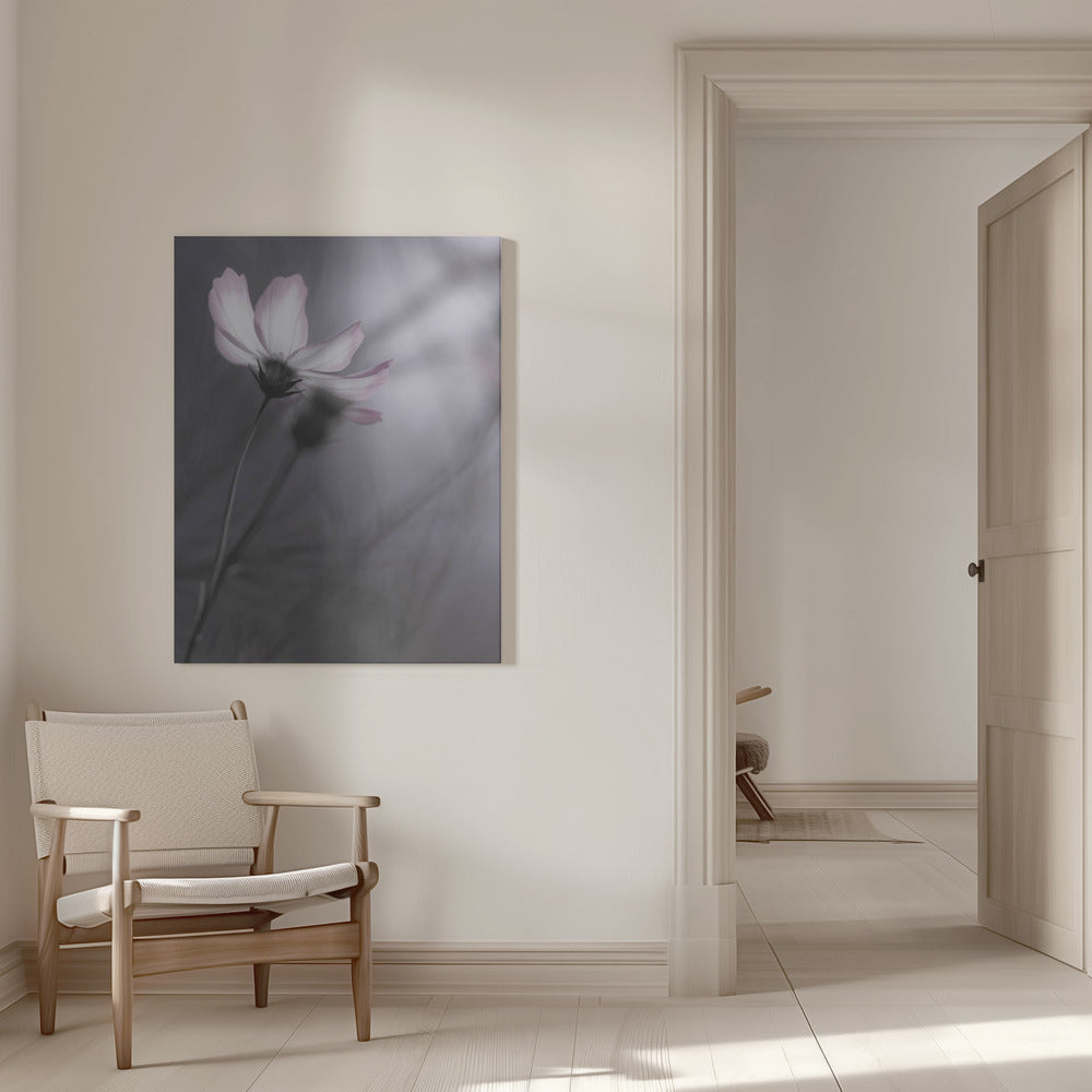 Canvas - Cosmos - Admen.dk