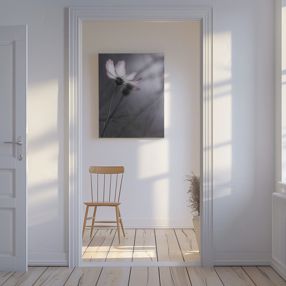 Canvas - Cosmos - Admen.dk
