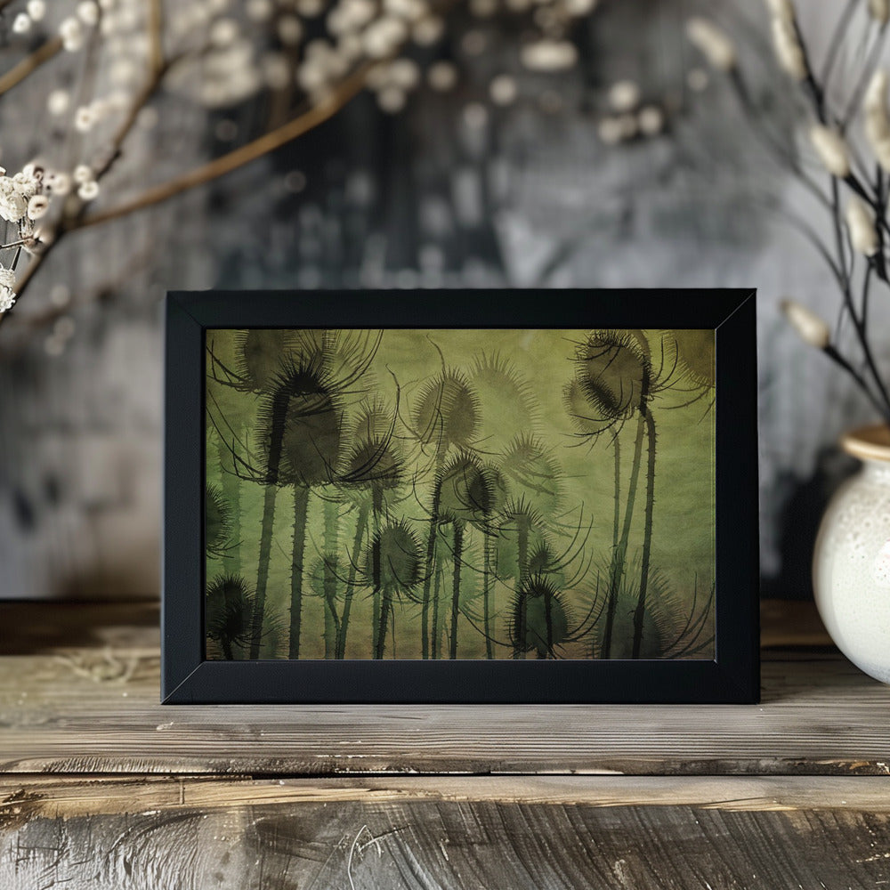 Plakat - Wild Teasel