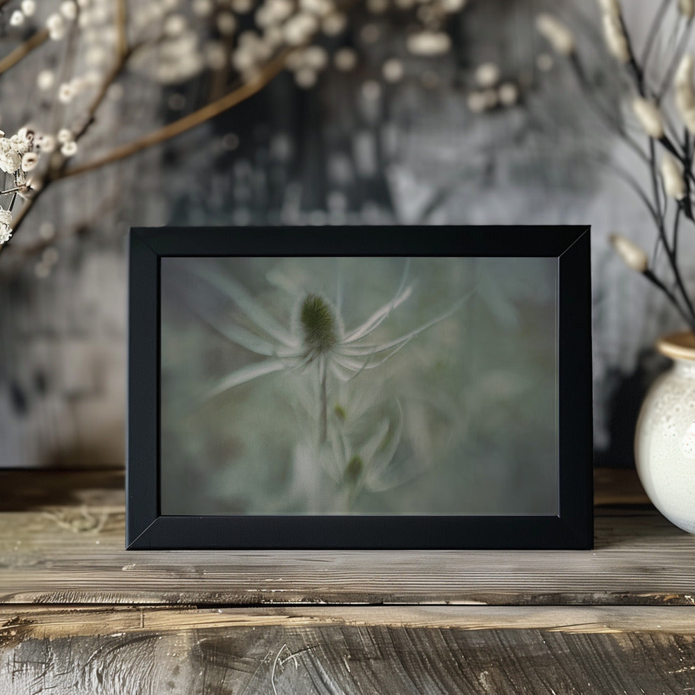 Plakat - Teasel