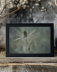 Plakat - Teasel