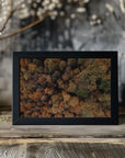 Plakat - Autumn Forest 07 - Admen.dk
