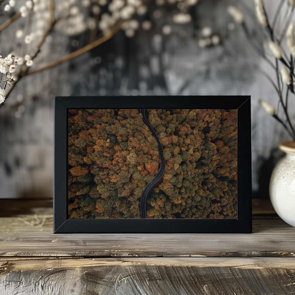 Plakat - Autumn Forest 12 - Admen.dk