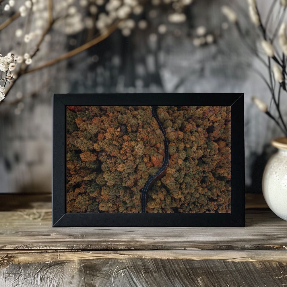 Plakat - Autumn Forest 13 - Admen.dk