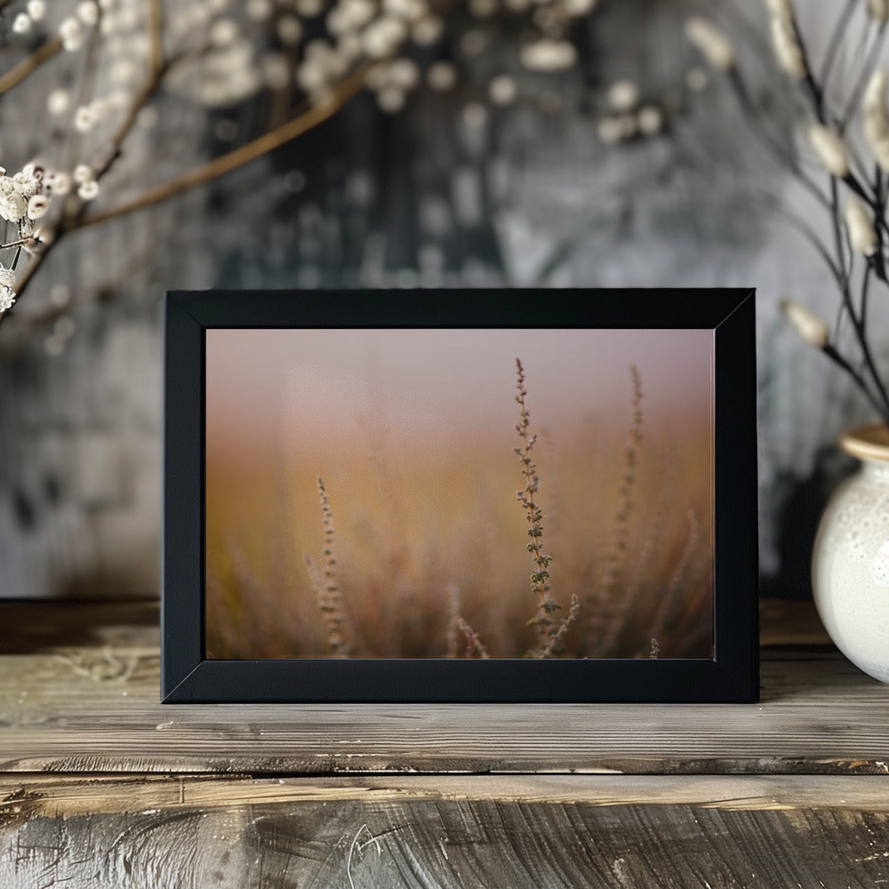 Plakat - Morning Grass Fileld 01 - Admen.dk