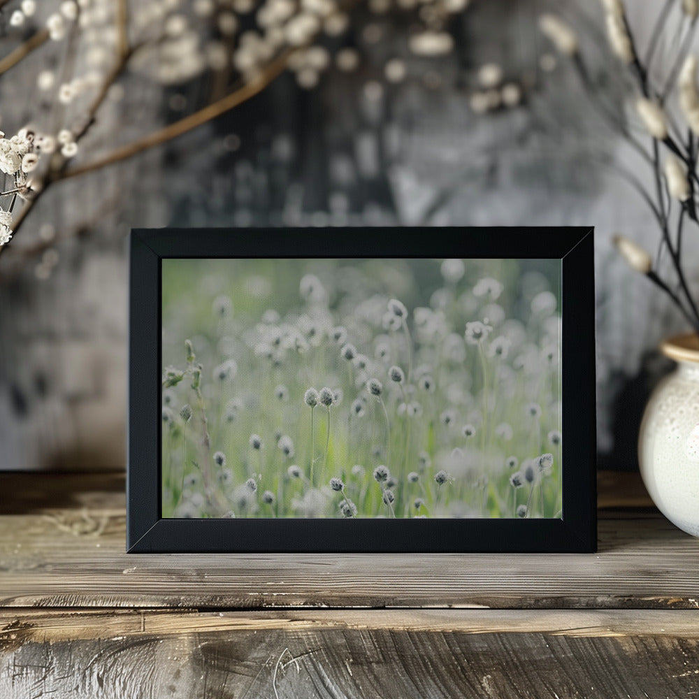 Plakat - White Flowers 04 - Admen.dk