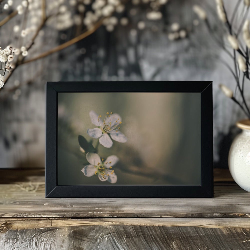 Plakat - White Flowers 6 - Admen.dk