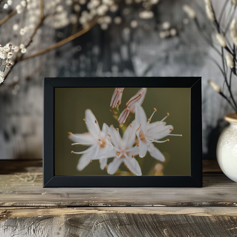 Plakat - White Flowers 10 - Admen.dk