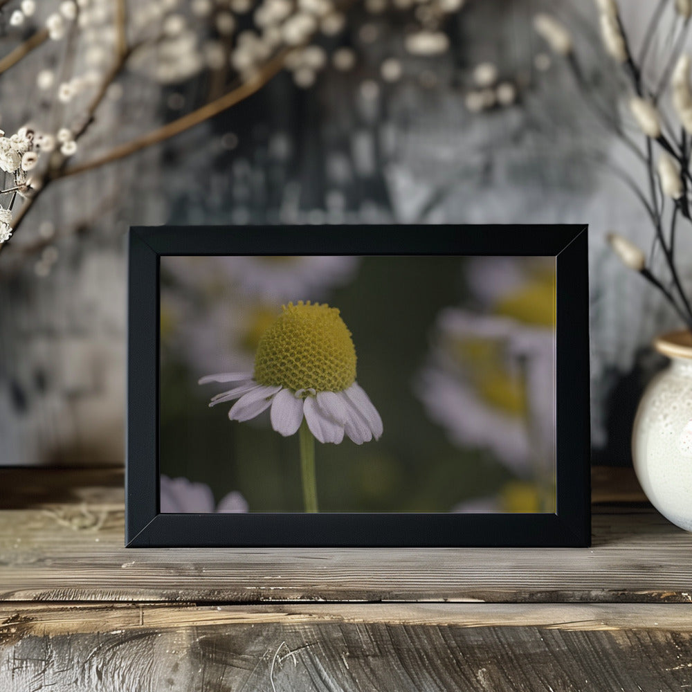 Plakat - Summer Flowers 7 - Admen.dk