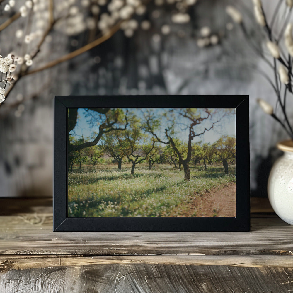 Plakat - Apple Trees 03 - Admen.dk