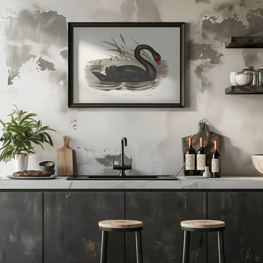 Plakat - Black Swan - Admen.dk
