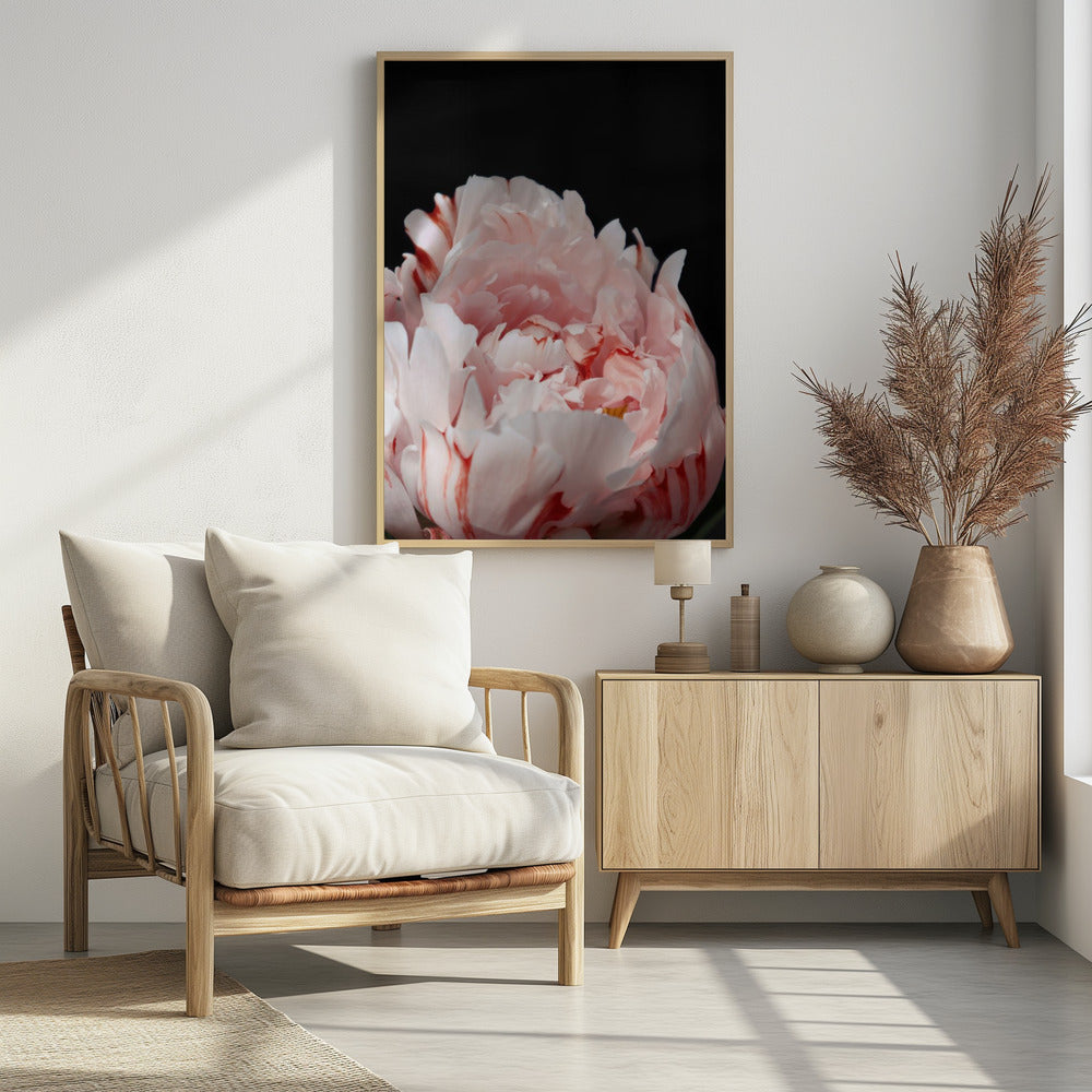 Poster - Blush peony VIII