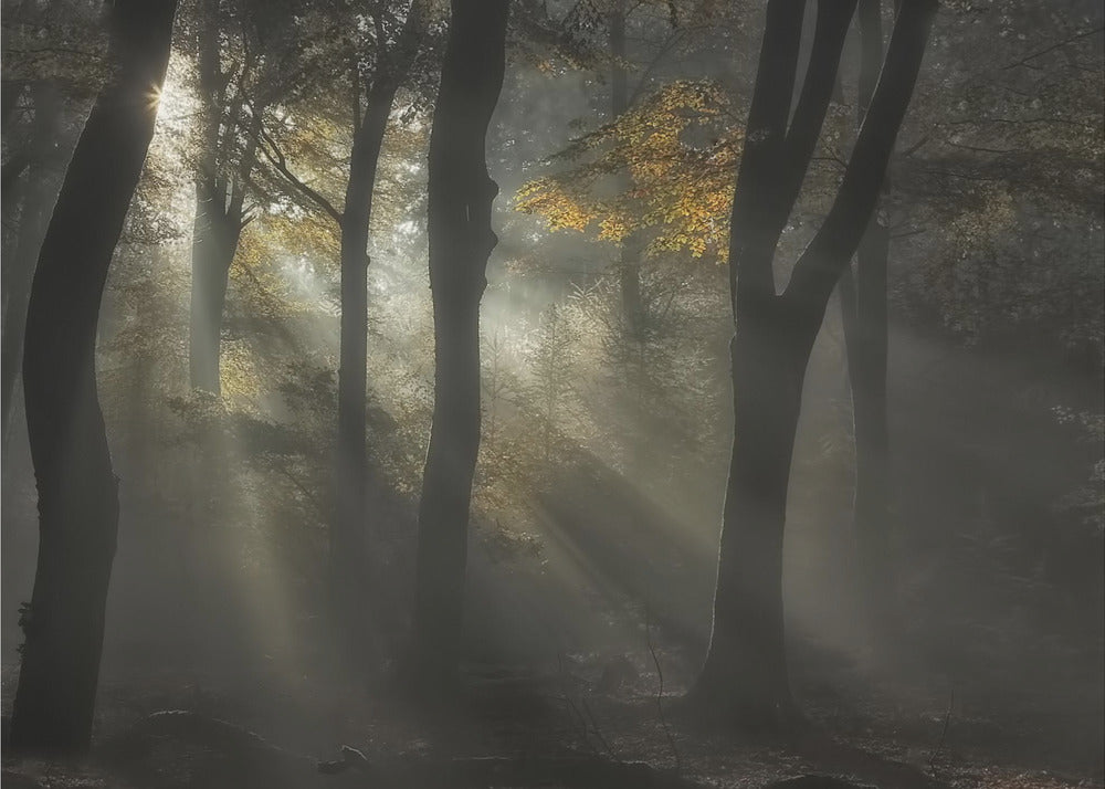 Plakat - Sunbeam