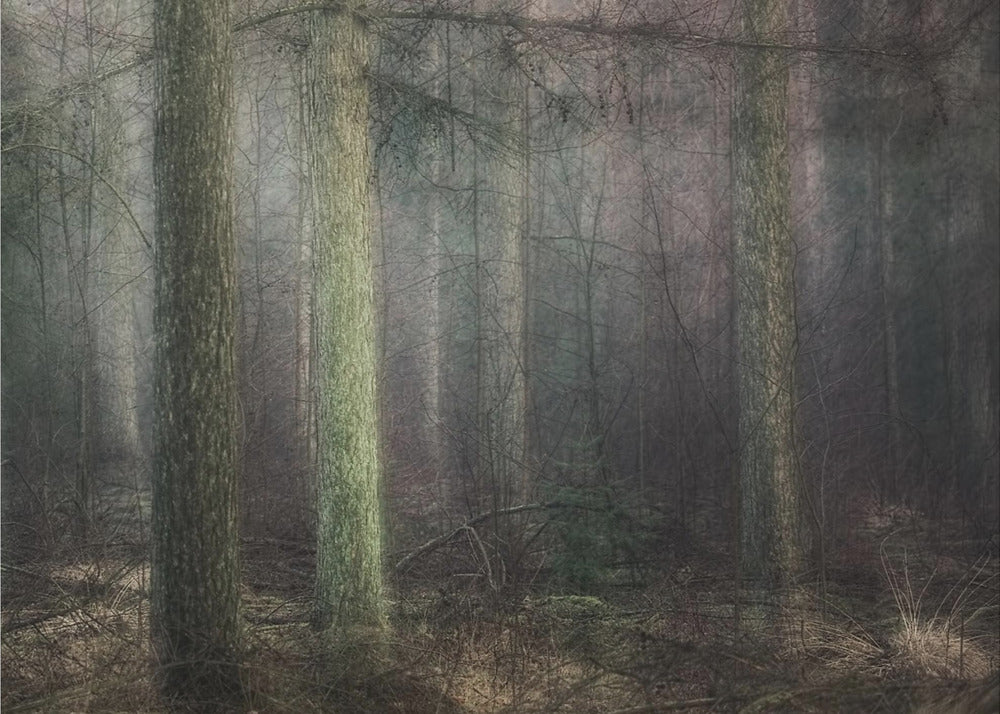 Plakat - Larch