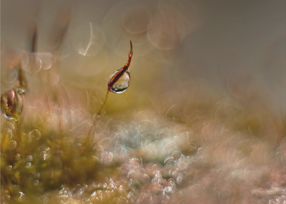 Plakat - Moss world