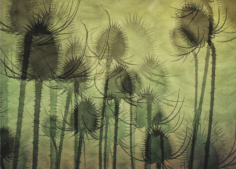 Plakat - Wild Teasel