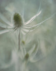 Plakat - Teasel
