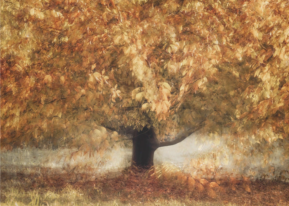 Plakat - Gold colors