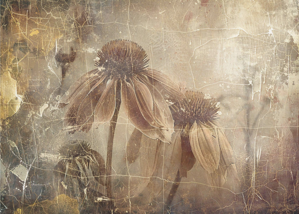 Poster - Flower Floral Art Illustration Wallart 081