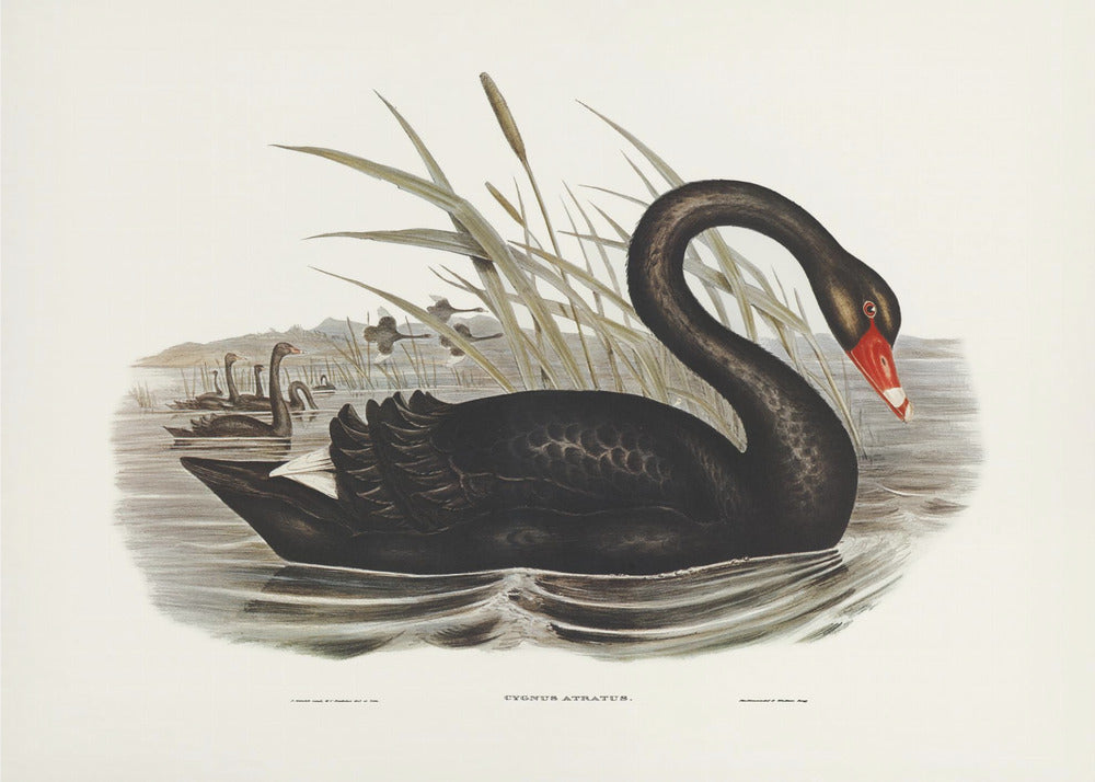 Plakat - Black Swan - Admen.dk