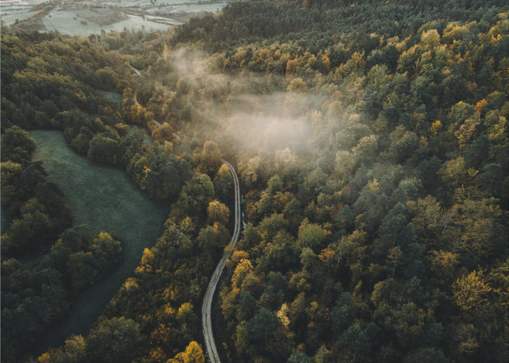 Plakat - Autumn Forest 05 - Admen.dk