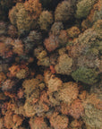 Plakat - Autumn Forest 07 - Admen.dk