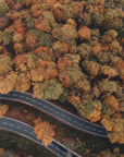 Plakat - Autumn Forest 08 - Admen.dk