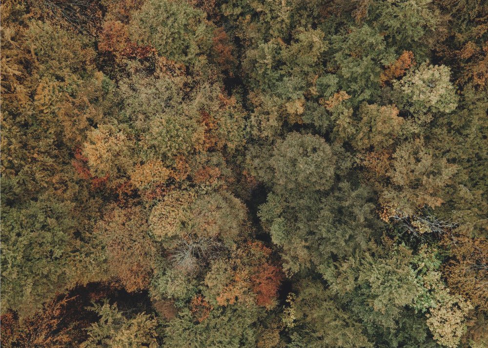 Plakat - Autumn Forest 10 - Admen.dk