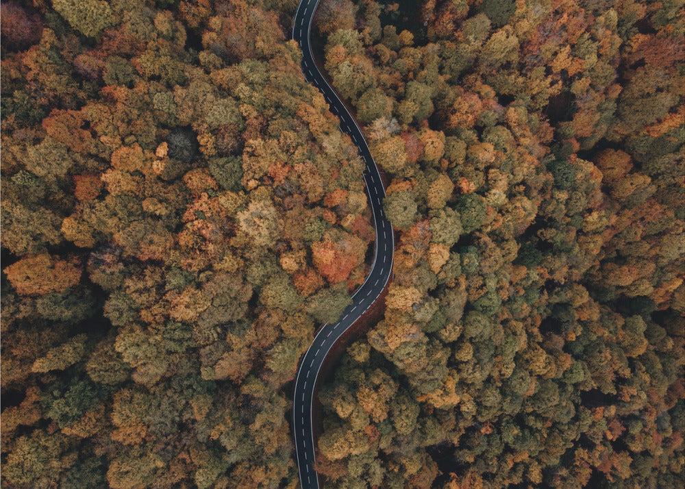 Plakat - Autumn Forest 12 - Admen.dk