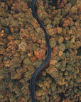 Plakat - Autumn Forest 12 - Admen.dk
