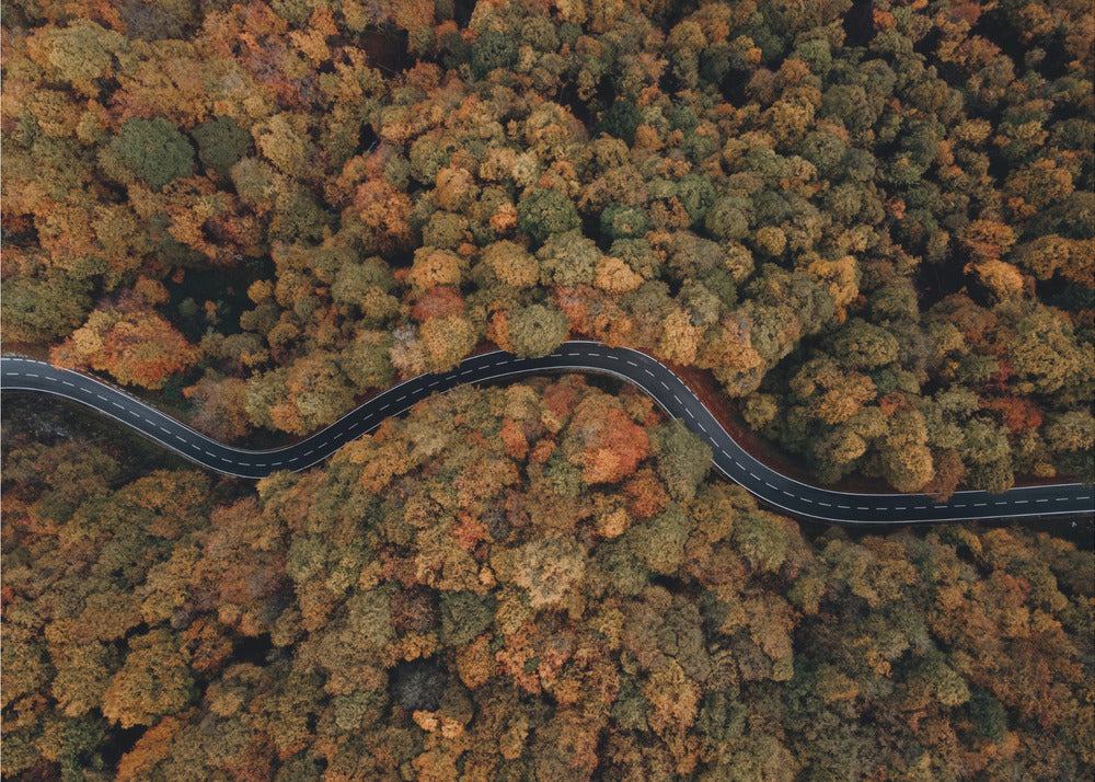 Plakat - Autumn Forest 11 - Admen.dk