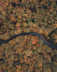 Plakat - Autumn Forest 11 - Admen.dk