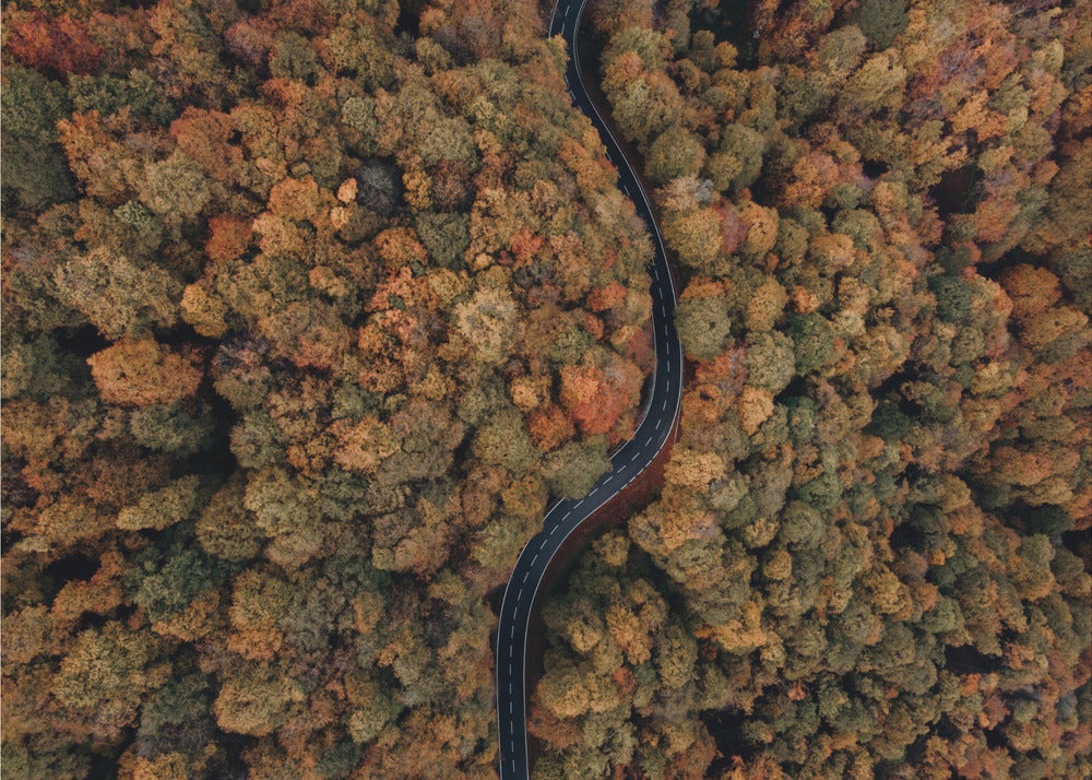 Plakat - Autumn Forest 13 - Admen.dk