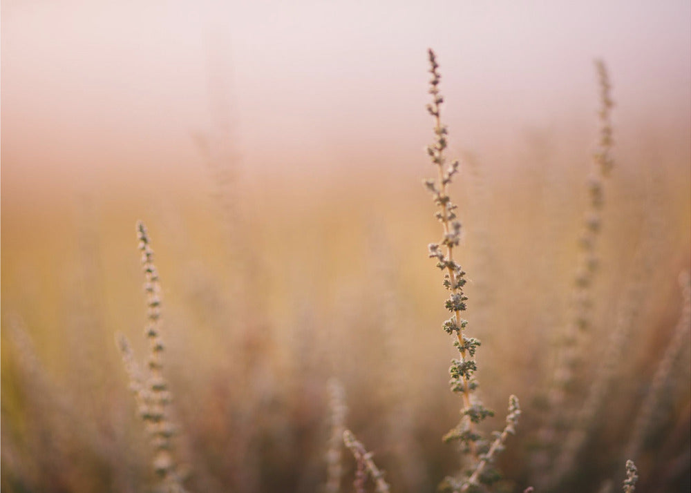 Plakat - Morning Grass Fileld 01 - Admen.dk