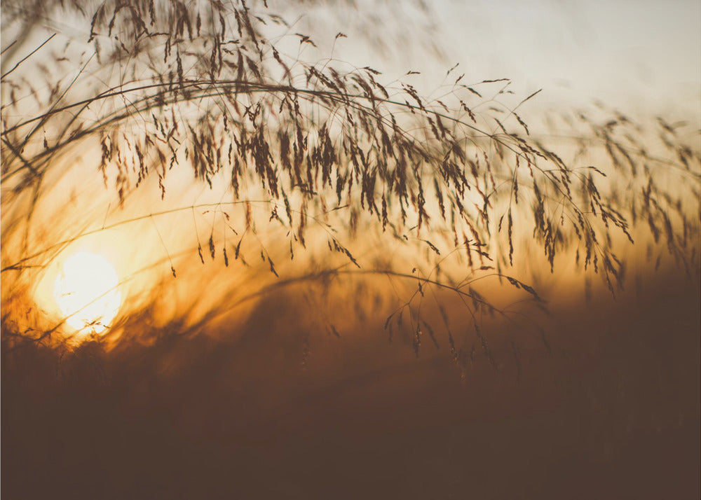 Plakat - Morning Grass Filelds 13 - Admen.dk