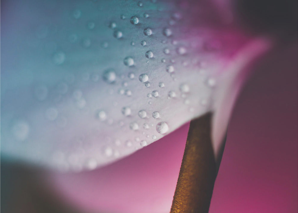 Plakat - Pink Flowers 011 - Admen.dk