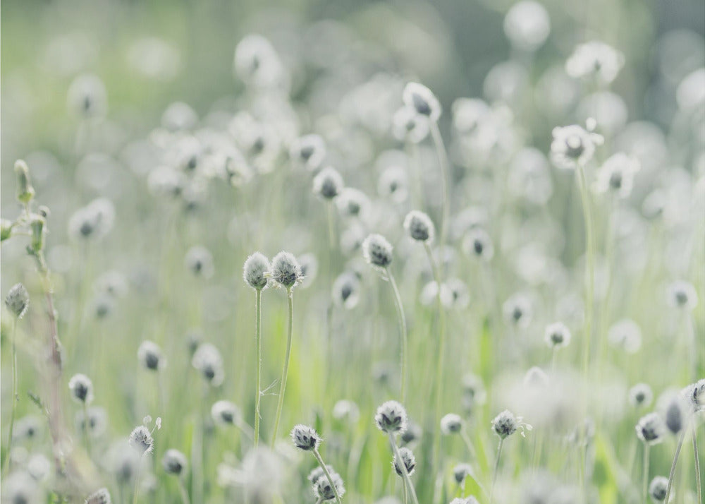 Plakat - White Flowers 04 - Admen.dk