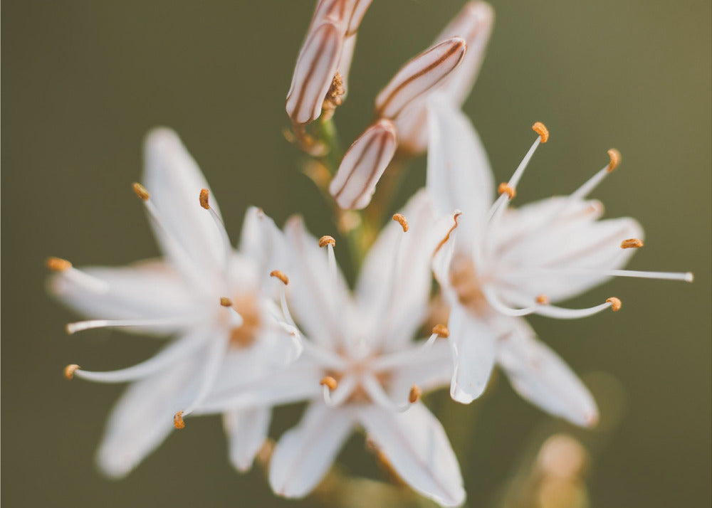 Plakat - White Flowers 10 - Admen.dk