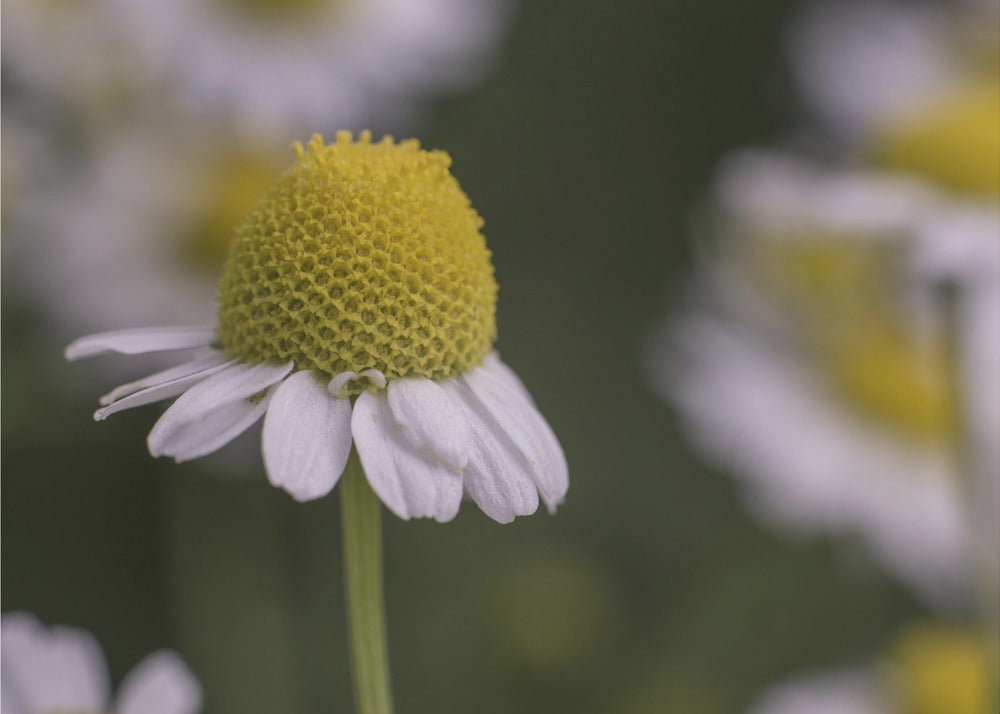 Plakat - Summer Flowers 7 - Admen.dk