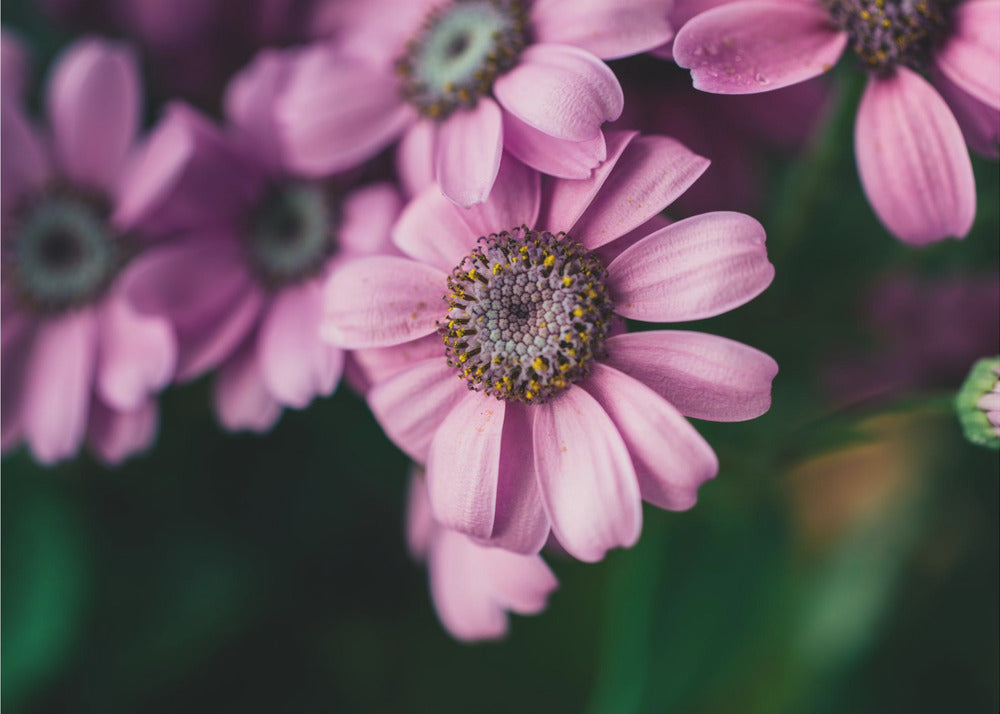 Plakat - Summer Flowers 99 - Admen.dk